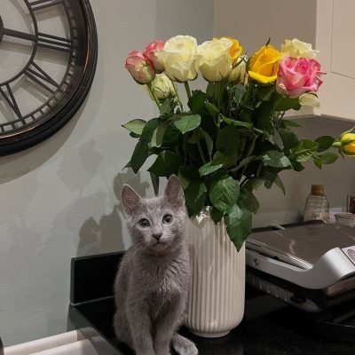 Bella