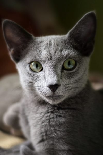 desha-cat-1846101